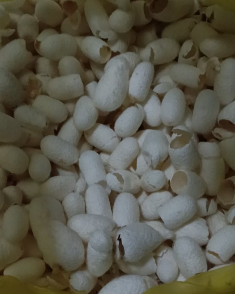 蚕茧500个