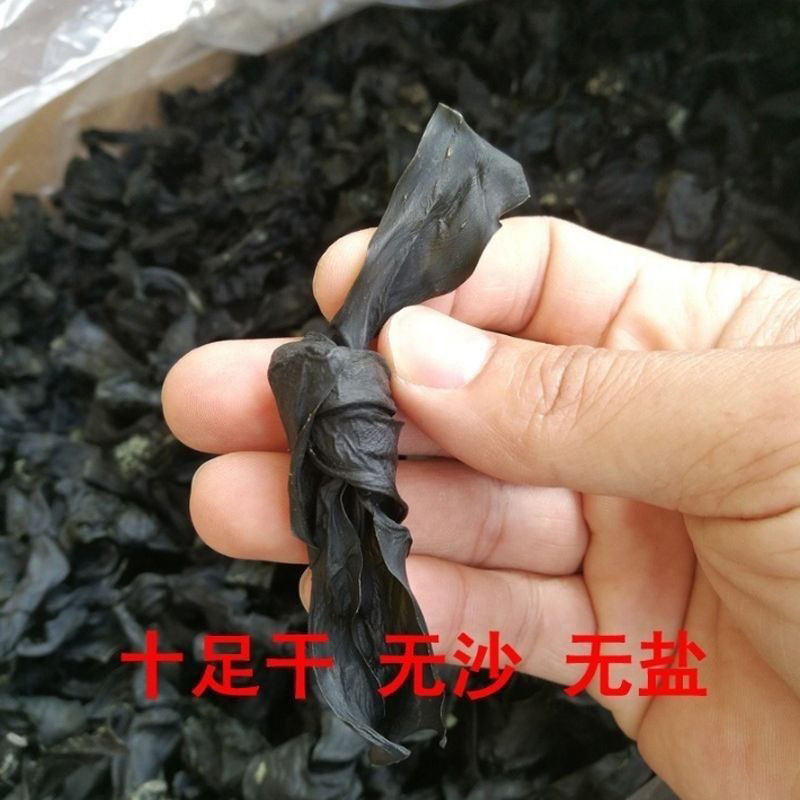 烘干海带结地摊电商批发福建霞浦海带扣纯干海带结干海带干