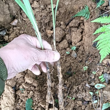 仙茅鲜货一手货源欢迎老板咨询