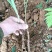 仙茅鲜货一手货源欢迎老板咨询