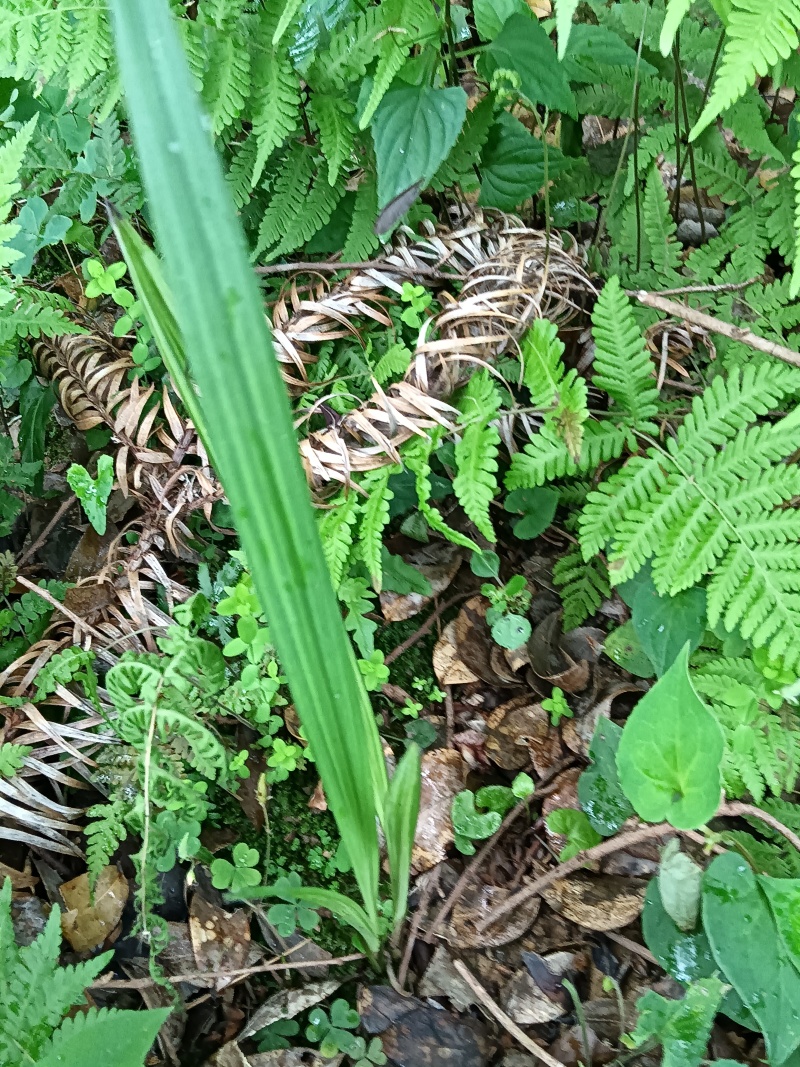 仙茅鲜货一手货源欢迎老板咨询