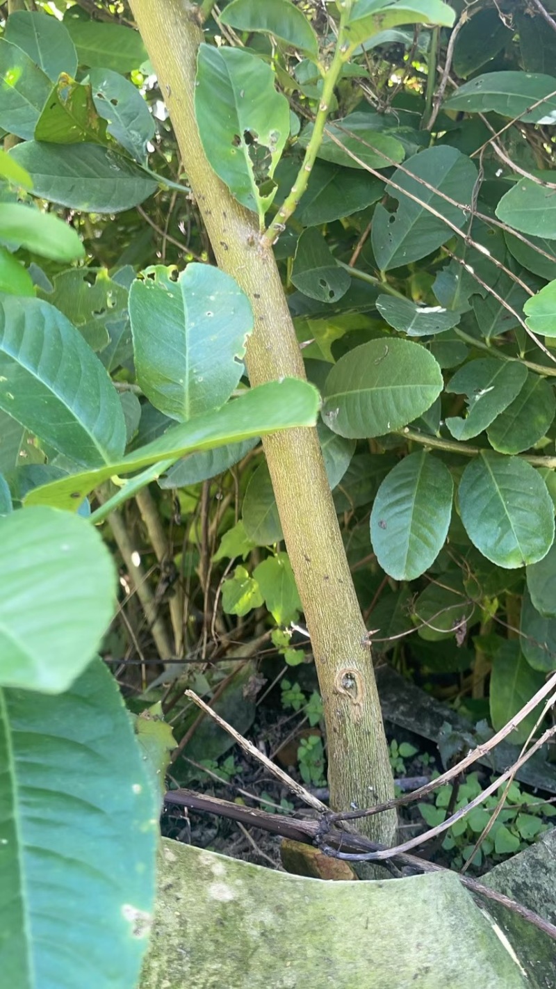 高压苗广东香水柠檬苗