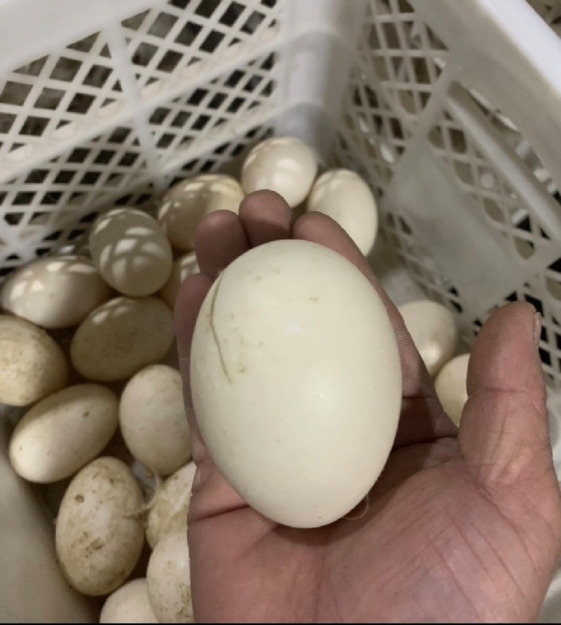 精品海鸭蛋，湖泊蛋，绿皮，白皮，一手货源，产地直销包物流