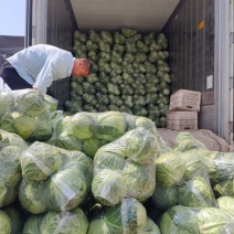 甘兰牛心甘兰扁包菜产地直销量大从优