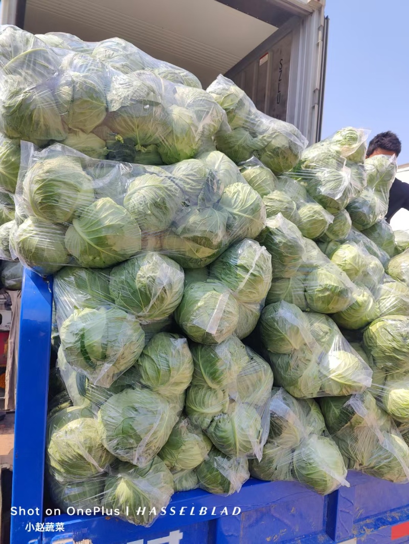 甘兰牛心甘兰扁包菜产地直销量大从优