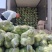 甘兰牛心甘兰扁包菜产地直销量大从优