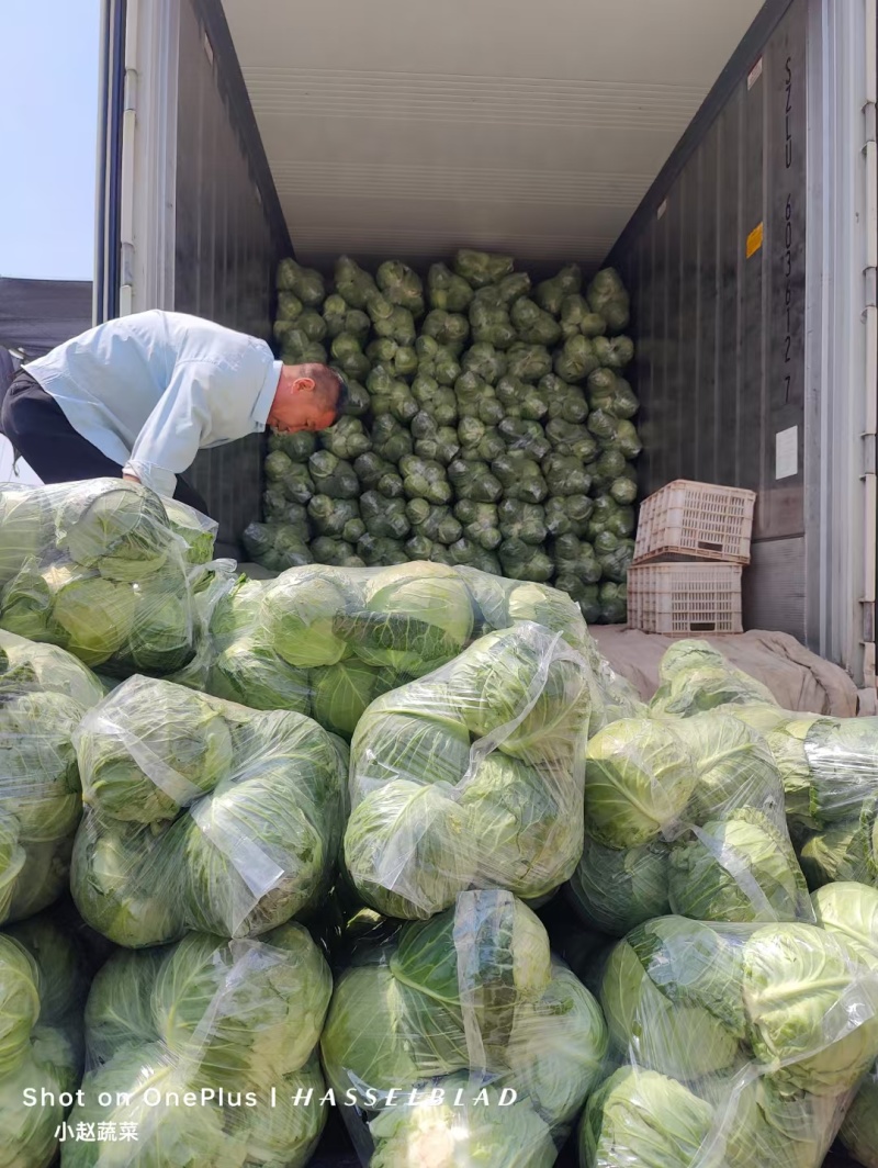 甘兰牛心甘兰扁包菜产地直销量大从优