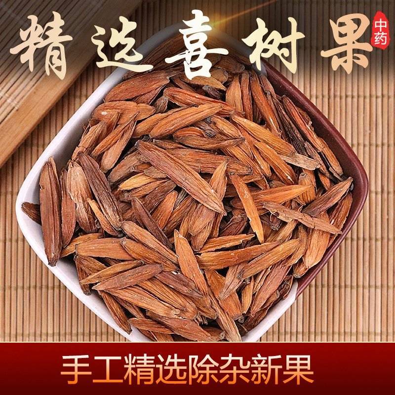 批发喜树果正品喜树果一手货源产地直销量大价优