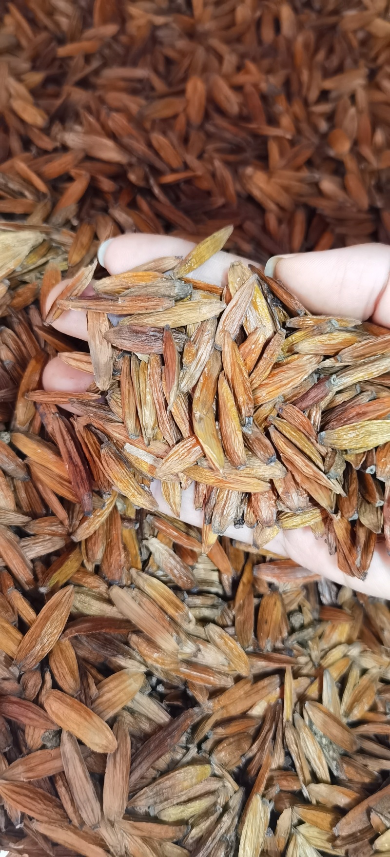 批发喜树果正品喜树果一手货源产地直销量大价优