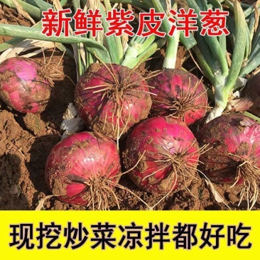 紫皮洋葱大量供应，价格便宜，品质保证，可视频看货