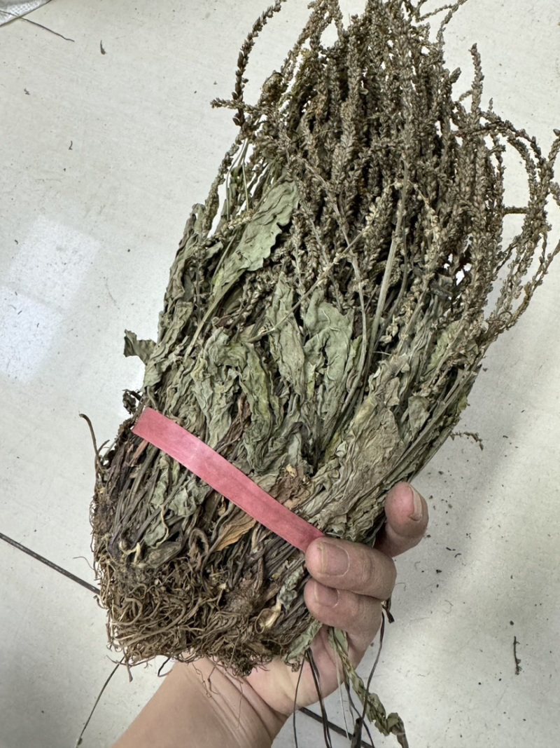 车前草今年新货扎把车前草长期供应