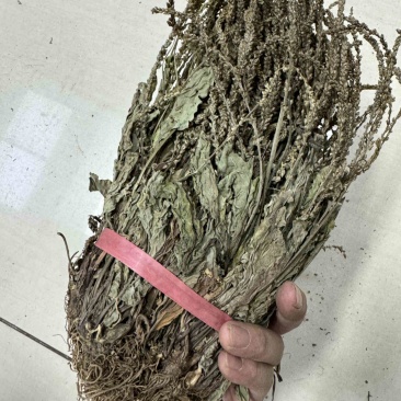 车前草今年新货扎把车前草长期供应