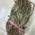 车前草今年新货扎把车前草长期供应