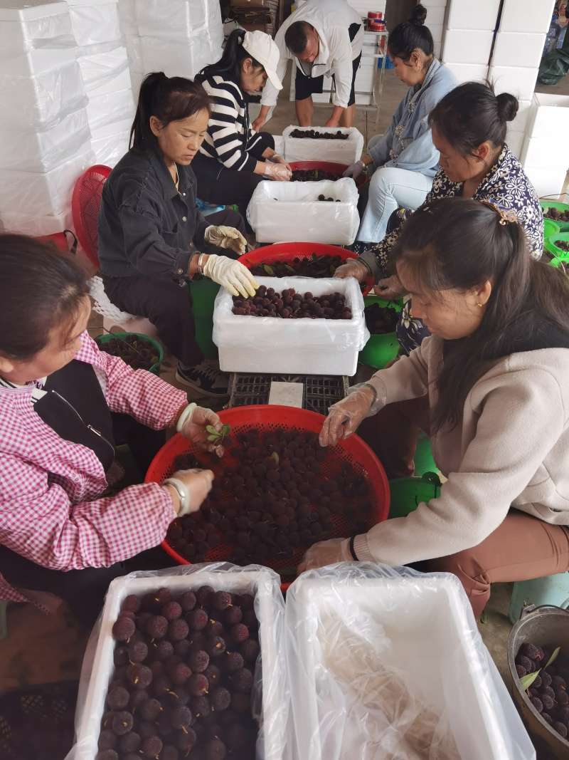 云南石屏杨梅