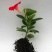 万里飘香藤四季开花爬藤植物红色双喜藤花苗阳台室内夏季花卉