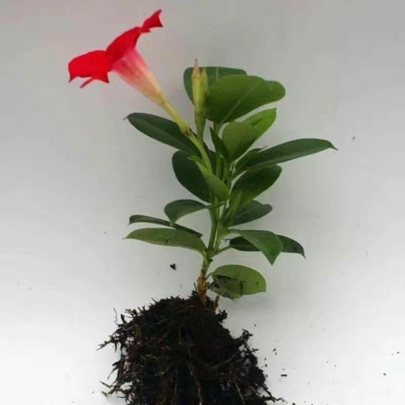 万里飘香藤四季开花爬藤植物红色双喜藤花苗阳台室内夏季花卉