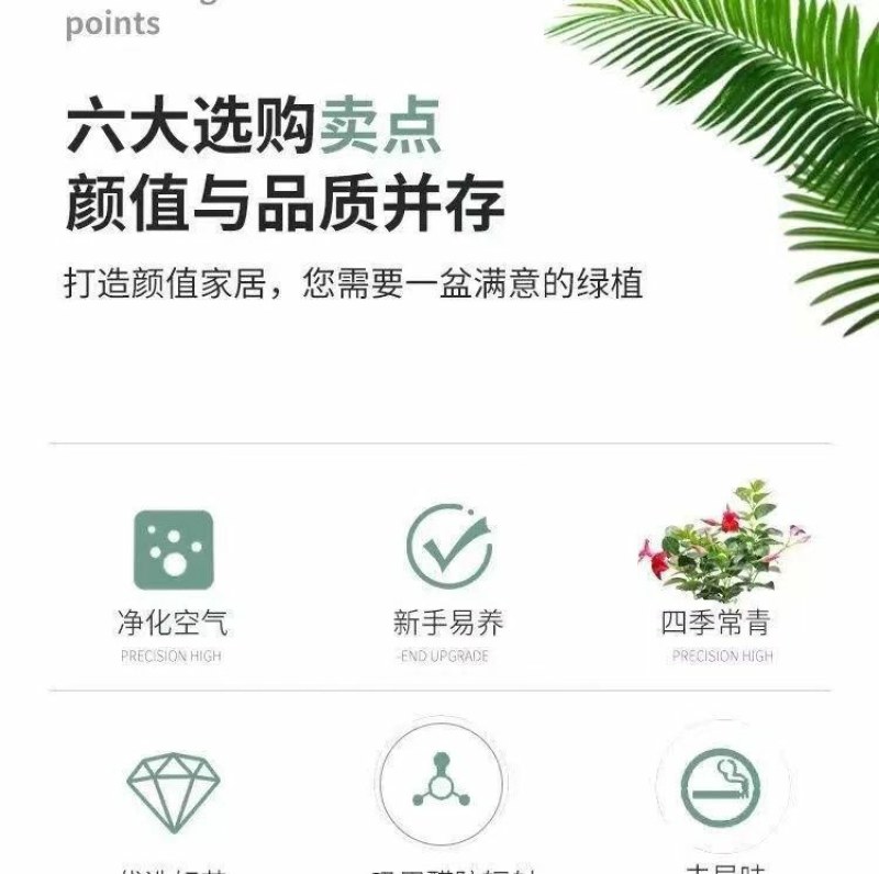 万里飘香藤四季开花爬藤植物红色双喜藤花苗阳台室内夏季花卉