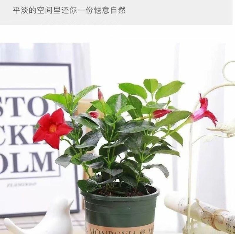 万里飘香藤四季开花爬藤植物红色双喜藤花苗阳台室内夏季花卉