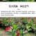 万里飘香藤四季开花爬藤植物红色双喜藤花苗阳台室内夏季花卉