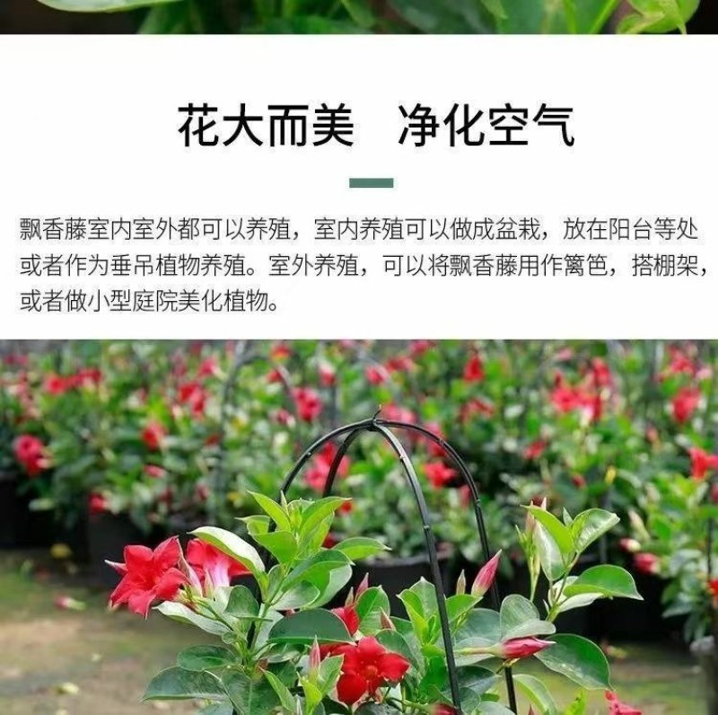 万里飘香藤四季开花爬藤植物红色双喜藤花苗阳台室内夏季花卉