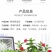 万里飘香藤四季开花爬藤植物红色双喜藤花苗阳台室内夏季花卉