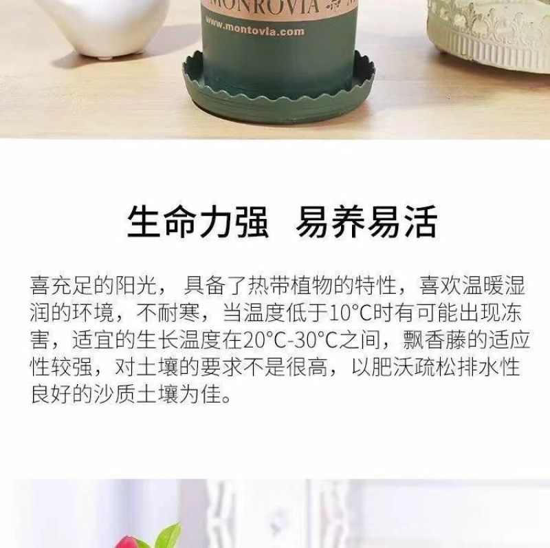 万里飘香藤四季开花爬藤植物红色双喜藤花苗阳台室内夏季花卉