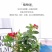 万里飘香藤四季开花爬藤植物红色双喜藤花苗阳台室内夏季花卉