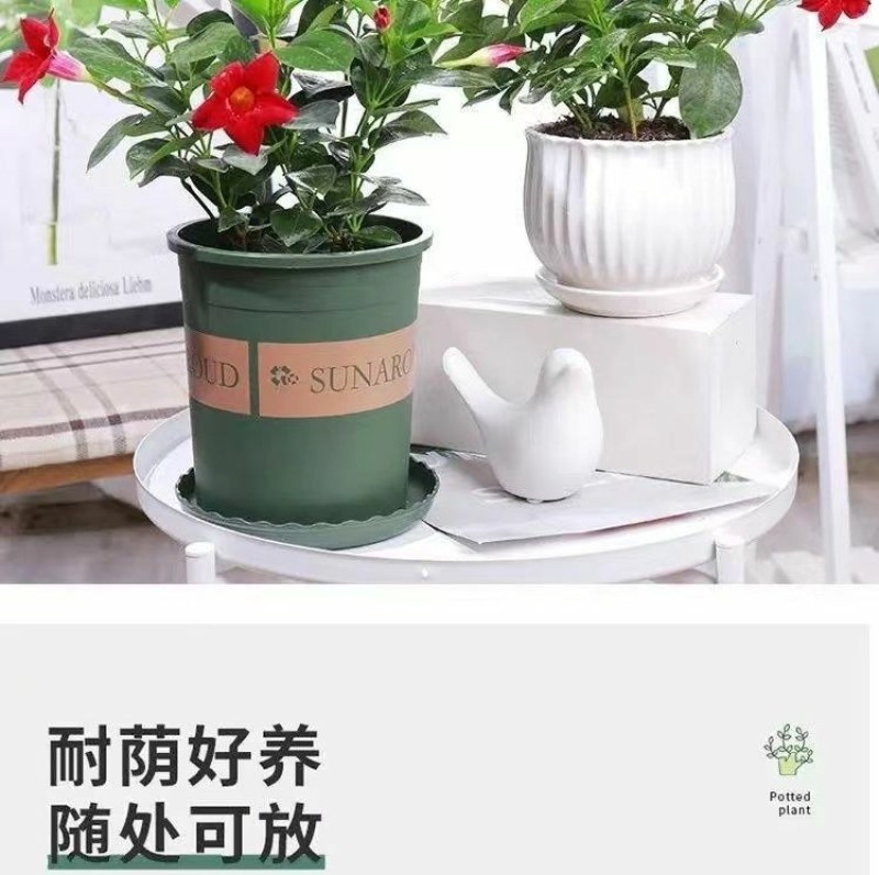 万里飘香藤四季开花爬藤植物红色双喜藤花苗阳台室内夏季花卉