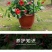 万里飘香藤四季开花爬藤植物红色双喜藤花苗阳台室内夏季花卉