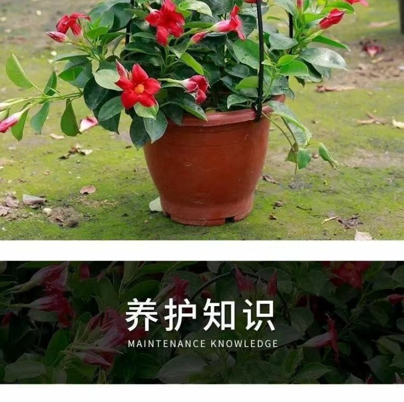 万里飘香藤四季开花爬藤植物红色双喜藤花苗阳台室内夏季花卉
