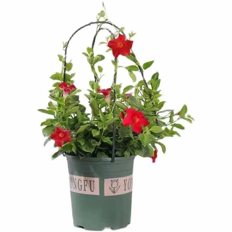 万里飘香藤四季开花爬藤植物红色双喜藤花苗阳台室内夏季花卉