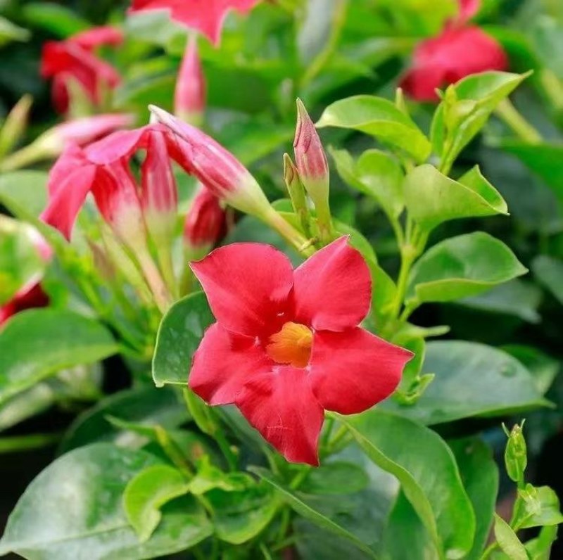 万里飘香藤四季开花爬藤植物红色双喜藤花苗阳台室内夏季花卉