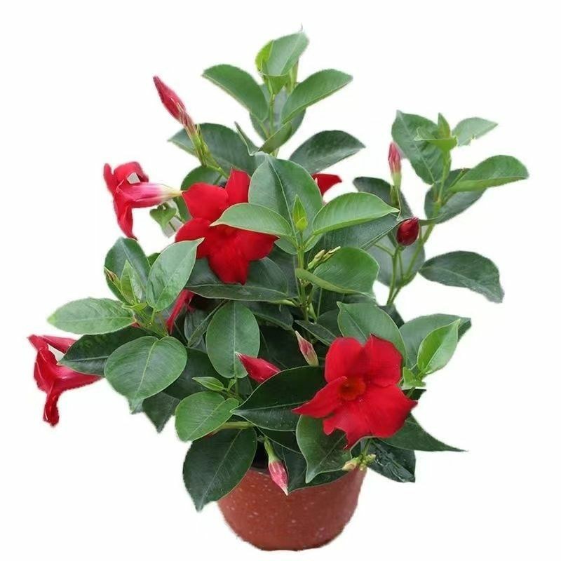 万里飘香藤四季开花爬藤植物红色双喜藤花苗阳台室内夏季花卉