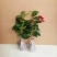 万里飘香藤四季开花爬藤植物红色双喜藤花苗阳台室内夏季花卉