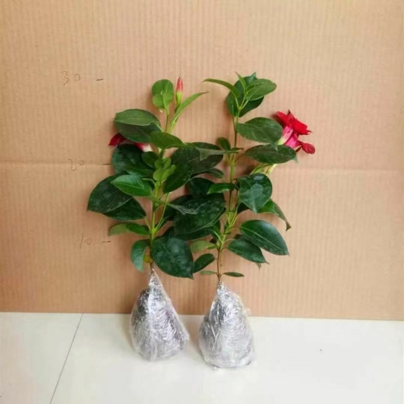 万里飘香藤四季开花爬藤植物红色双喜藤花苗阳台室内夏季花卉