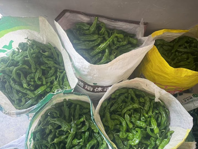 香辣的小皱皮当天采摘当天发货，品质保障，欢迎全国各地老板采购