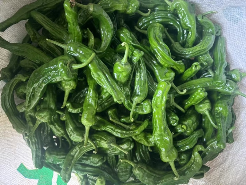 香辣的小皱皮当天采摘当天发货，品质保障，欢迎全国各地老板采购