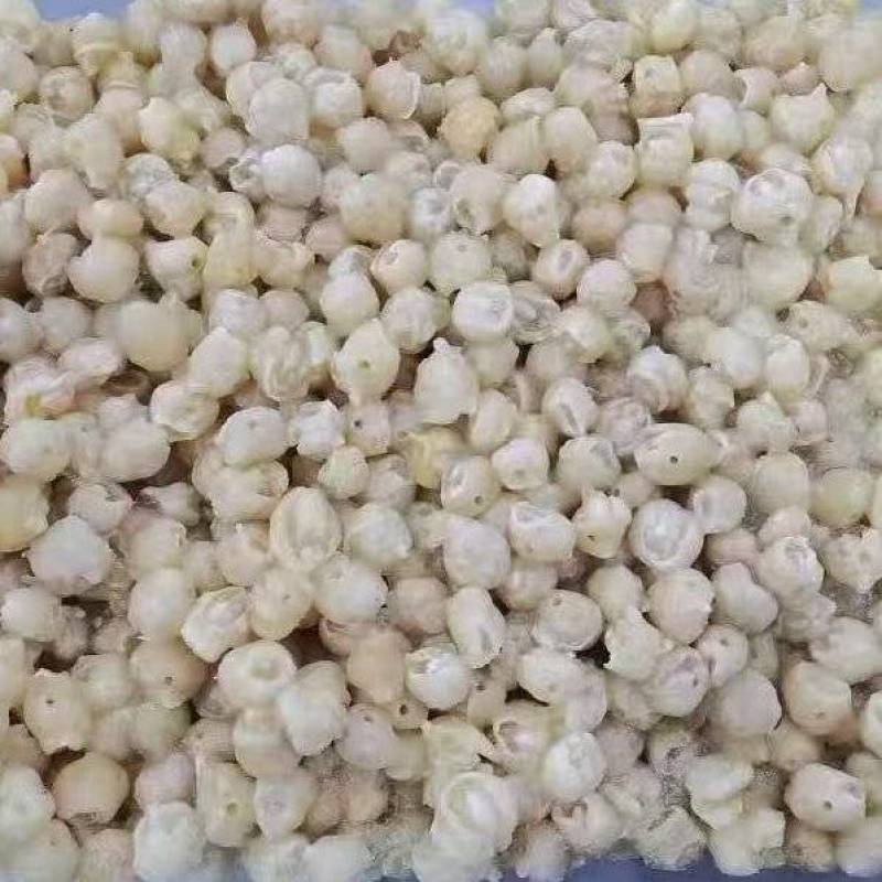 300/500去牙鱿鱼嘴