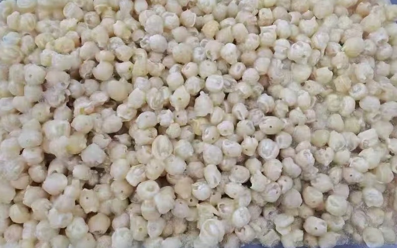 300/500去牙鱿鱼嘴