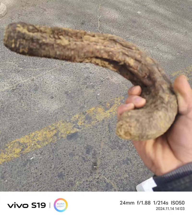 包邮）新疆和田肉苁蓉大芸管花硬质秋季条子货整根农户直发