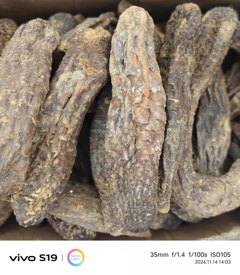 包邮）新疆和田肉苁蓉大芸管花硬质秋季条子货整根农户直发