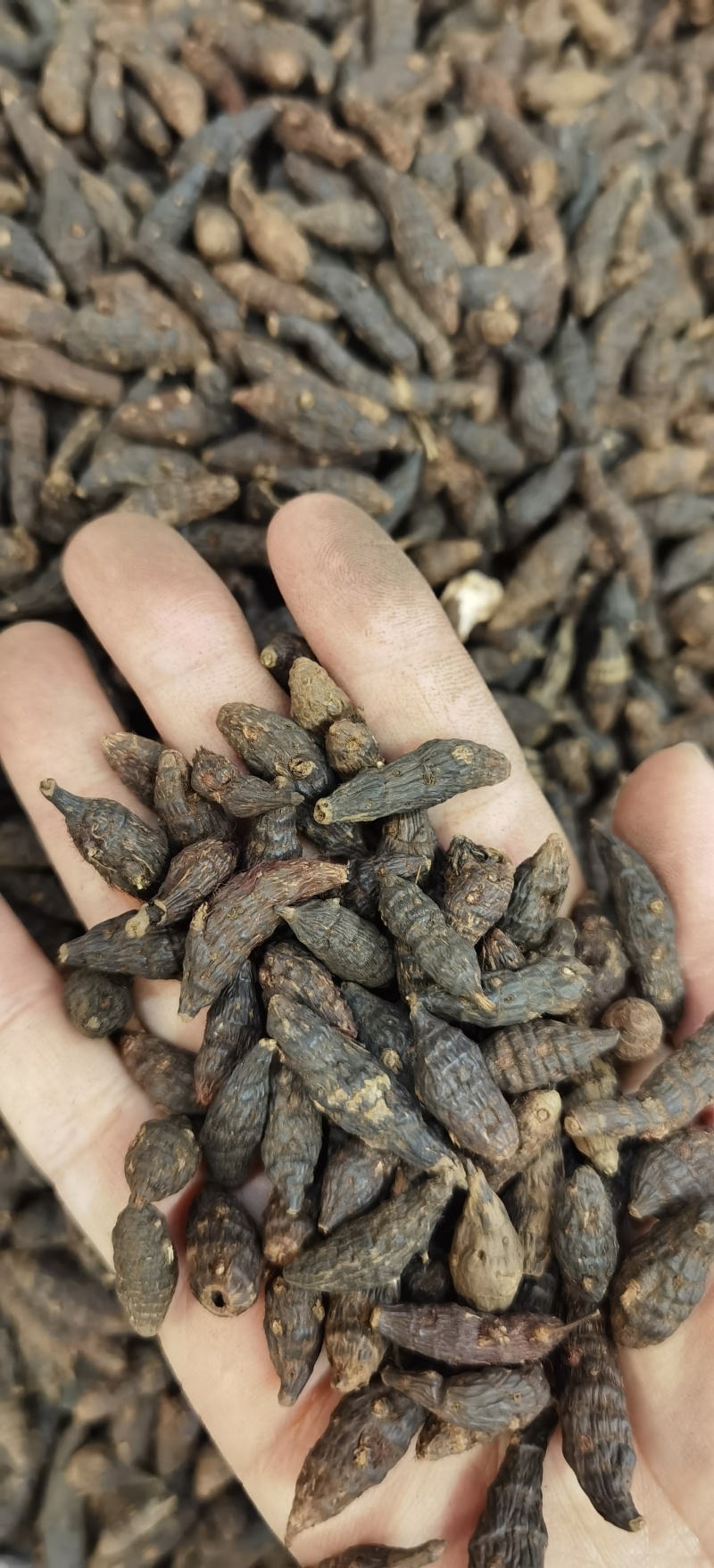香附批发优质香附规格齐全产地货源充足量大价优