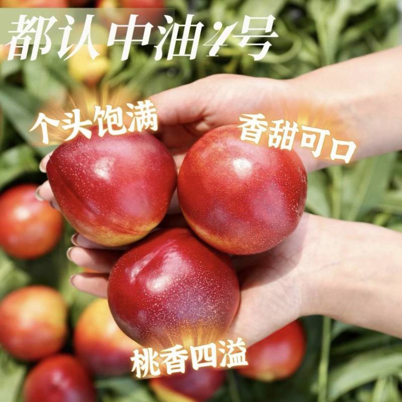 中油4号/红油桃/辽宁油桃/辽南红油桃/中油油桃/价美