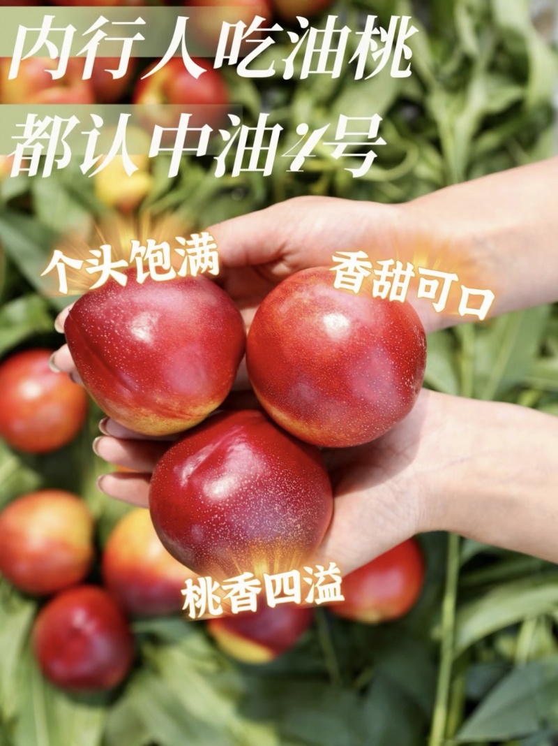 中油4号/红油桃/辽宁油桃/辽南红油桃/中油油桃/价美