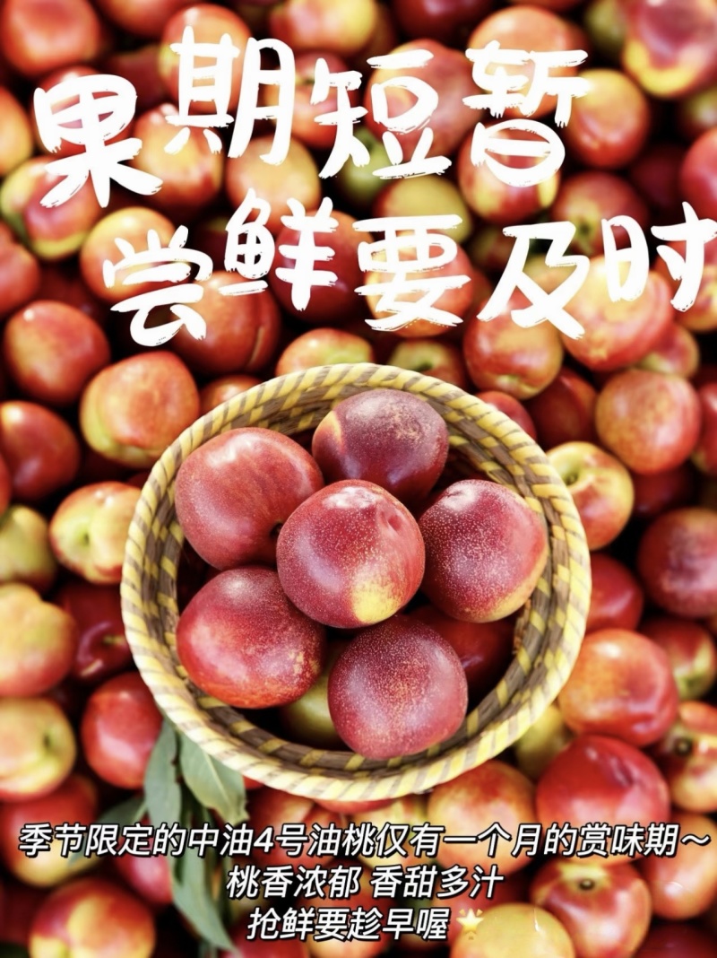 中油4号/红油桃/辽宁油桃/辽南红油桃/中油油桃/价美