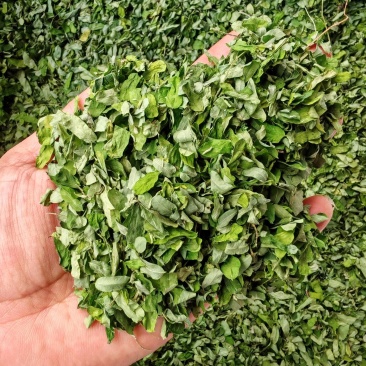 相思叶甜叶鸡骨草泡水甘甜