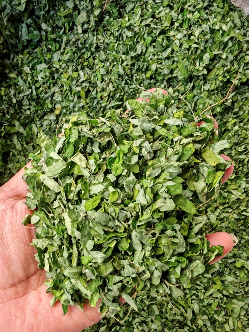 相思叶甜叶鸡骨草泡水甘甜