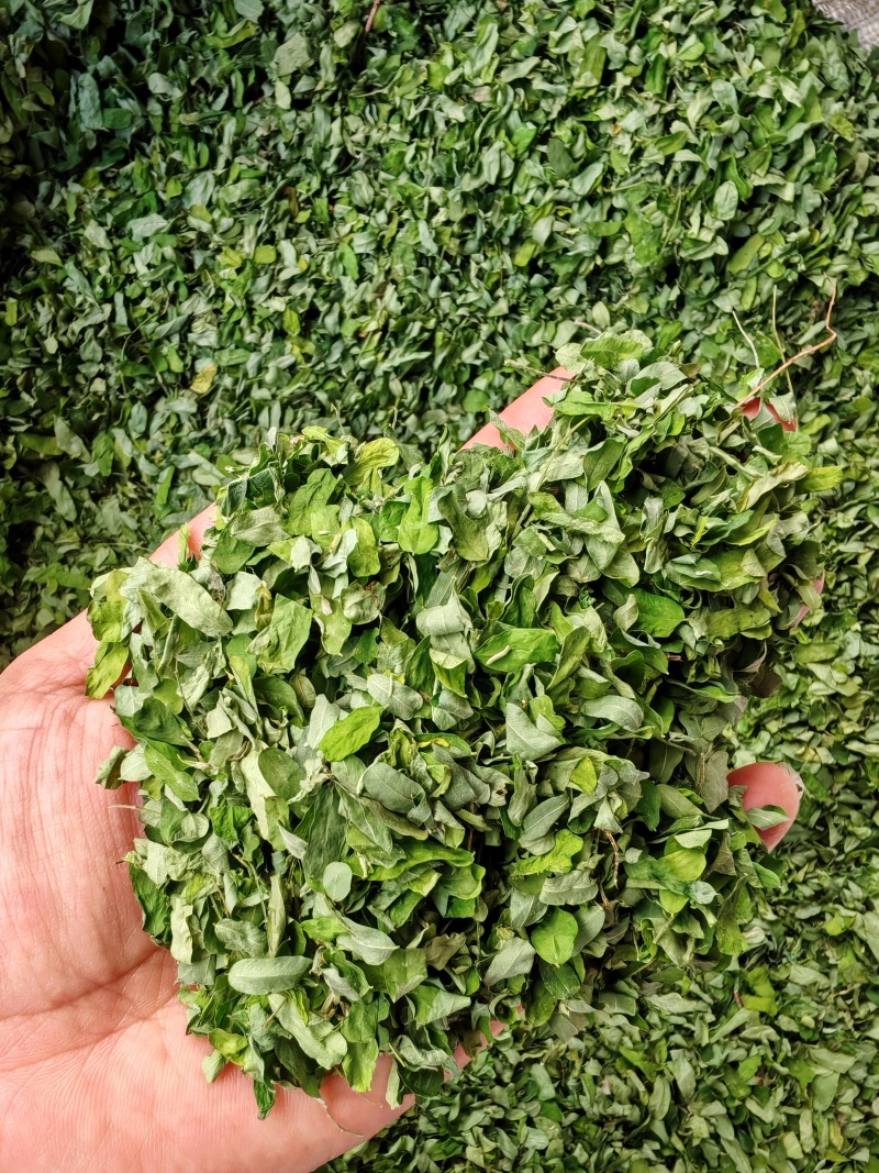 相思叶甜叶鸡骨草泡水甘甜