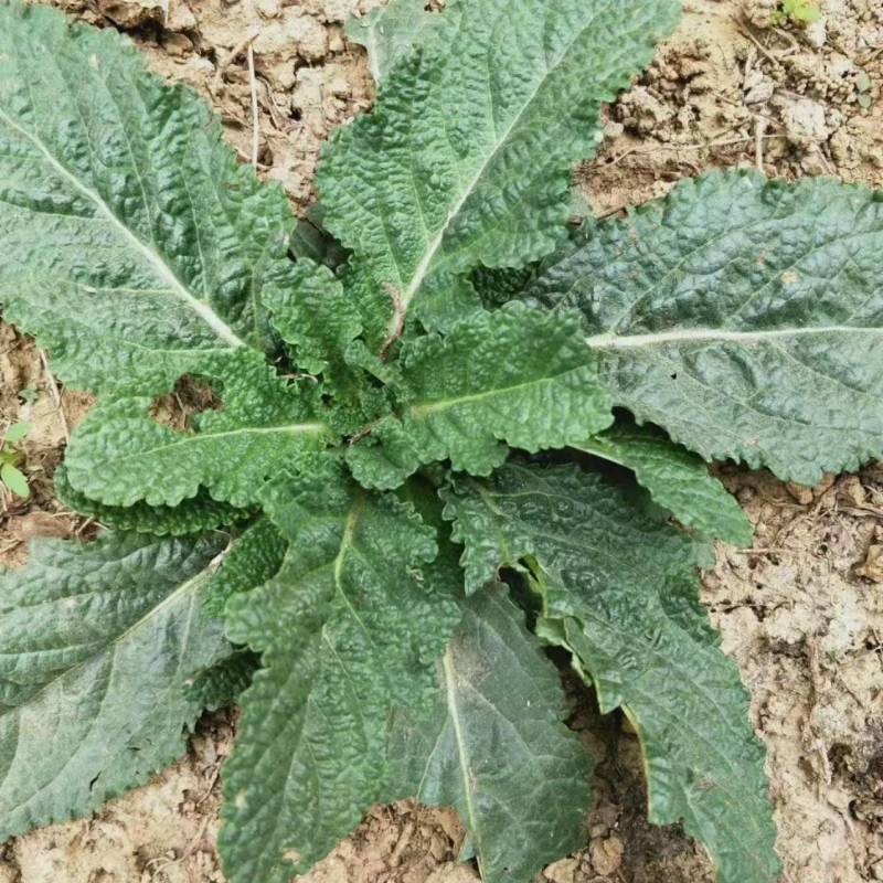 蛤蟆草雪见草癞蛤蟆草青蛙草皱皮草荔枝草