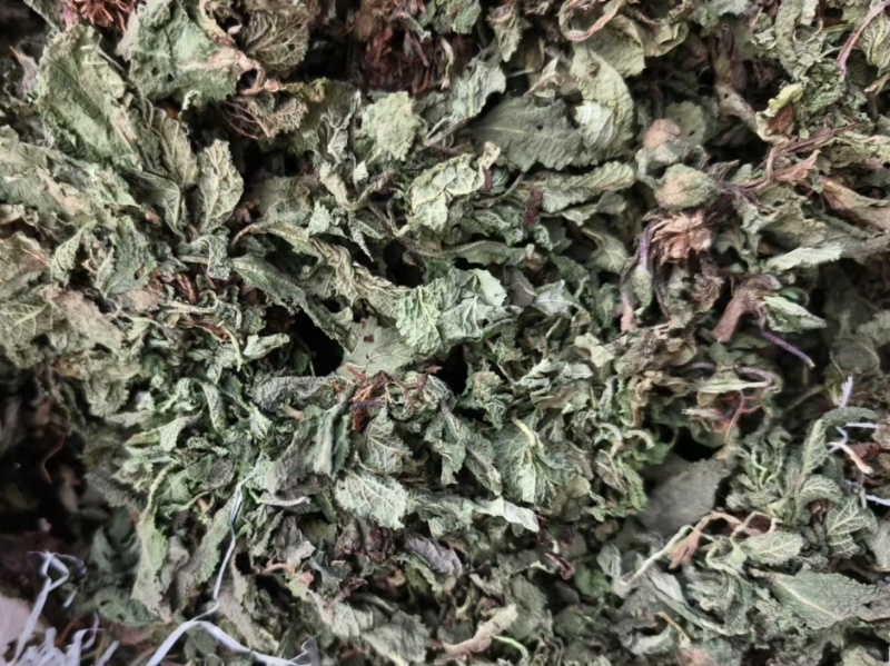蛤蟆草雪见草癞蛤蟆草青蛙草皱皮草荔枝草
